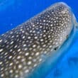 cayman brac fish diving underwater