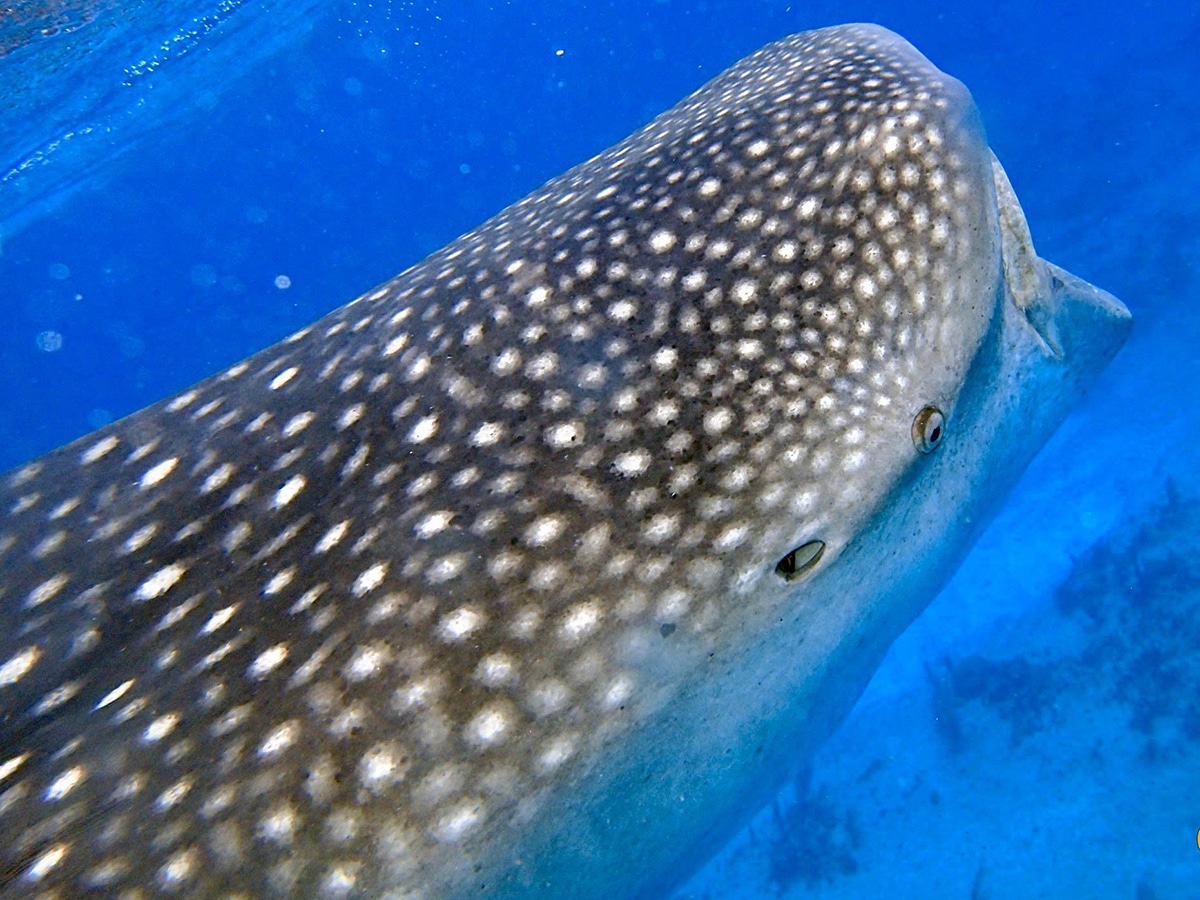 cayman brac fish diving underwater