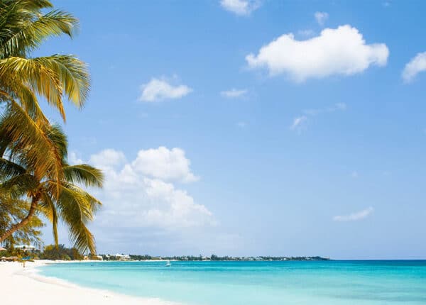 seven mile beach with palm tree