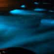 jamaica bioluminescent bay with fish