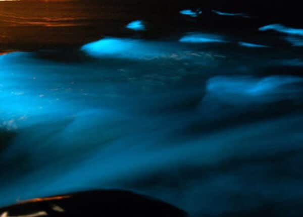 jamaica bioluminescent bay with fish