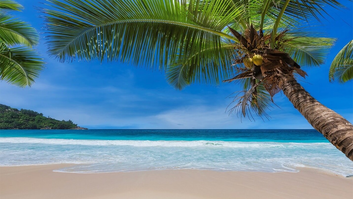 princess grand beach with palm tree