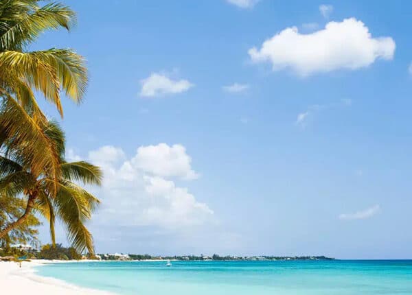 seven mile beach with tree