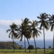martinique palm trees on plantation