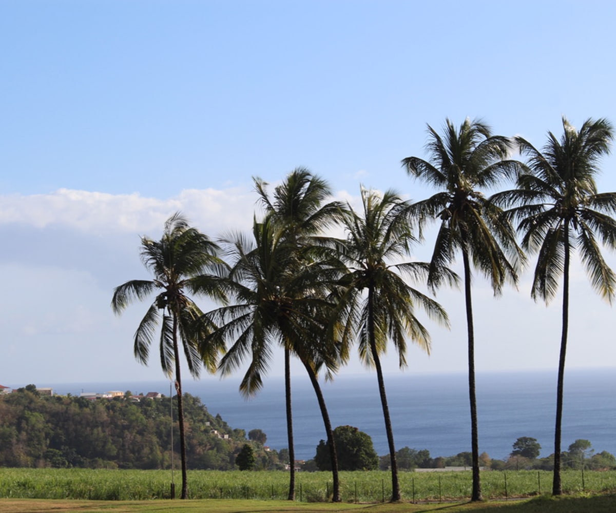 martinique palm trees on plantation