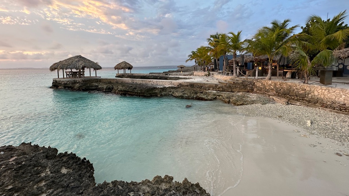 caribbean island bonaire delfins