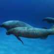 manatees swimming in the caribbean