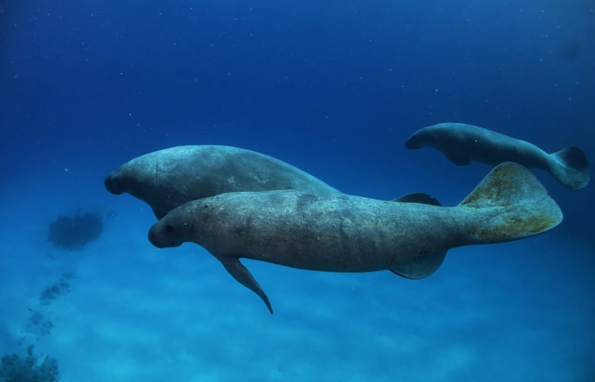 manatees swimming in the caribbean