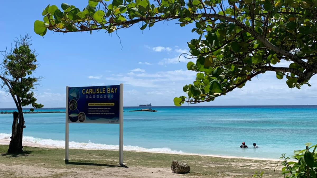 Barbados beach with trees overhead