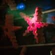 bonaire coral reef restoration