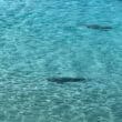 bahamas dive week