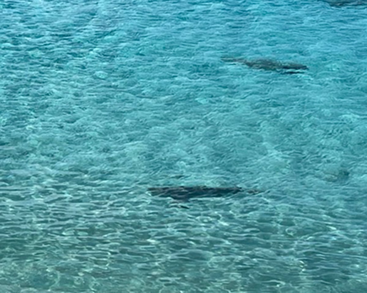 bahamas dive week