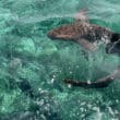 snorkeling belize