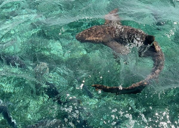 snorkeling belize