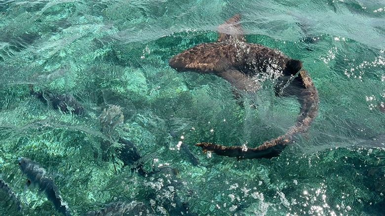 snorkeling belize