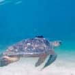 nevis turtle season