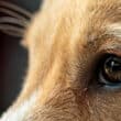 st maarten adopt a dog