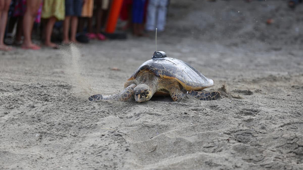 caribbean sea turtles
