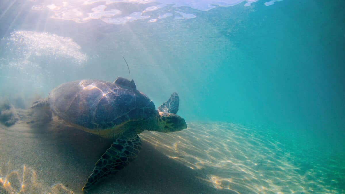 nevis turtles underwater