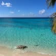 palm tree over the water at bahamas hotel