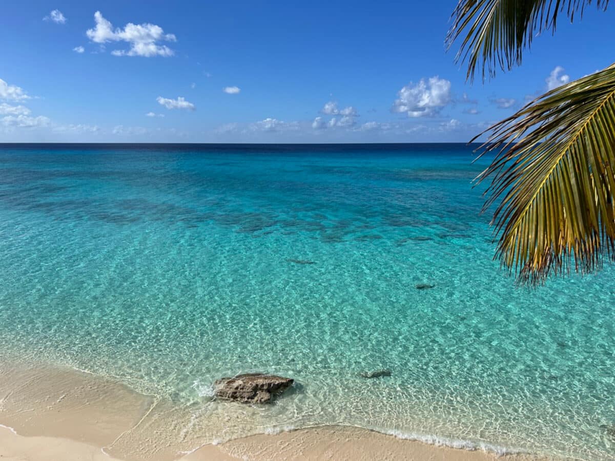 palm tree over the water at bahamas hotel