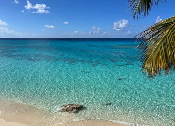 palm tree over the water at bahamas hotel