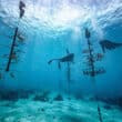 sandals coral reefs