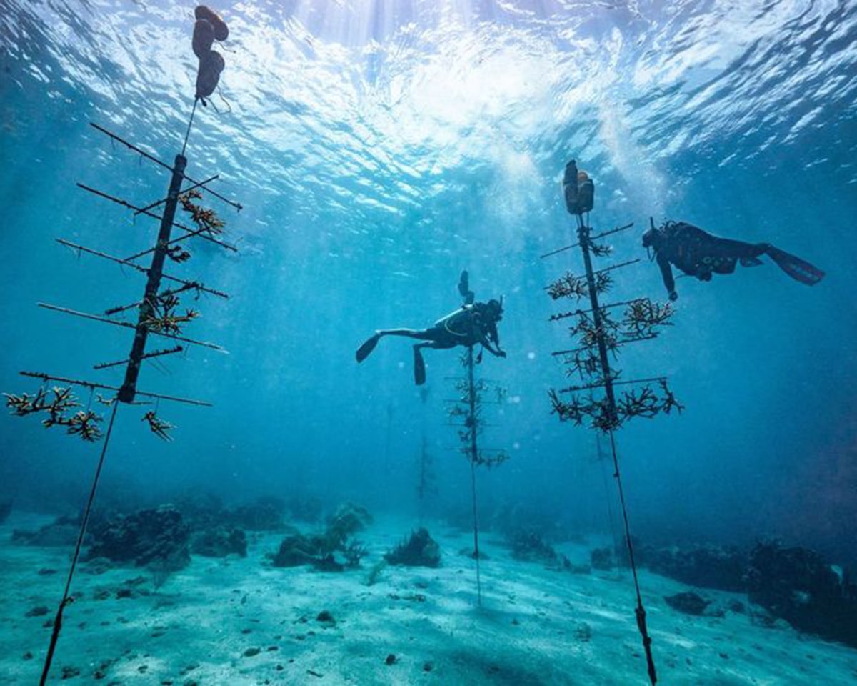 Sandals Just Expanded Its Coral Restoration Programs Across the Caribbean