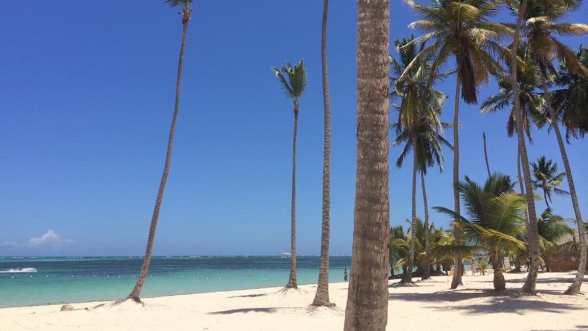punta cana jellyfish