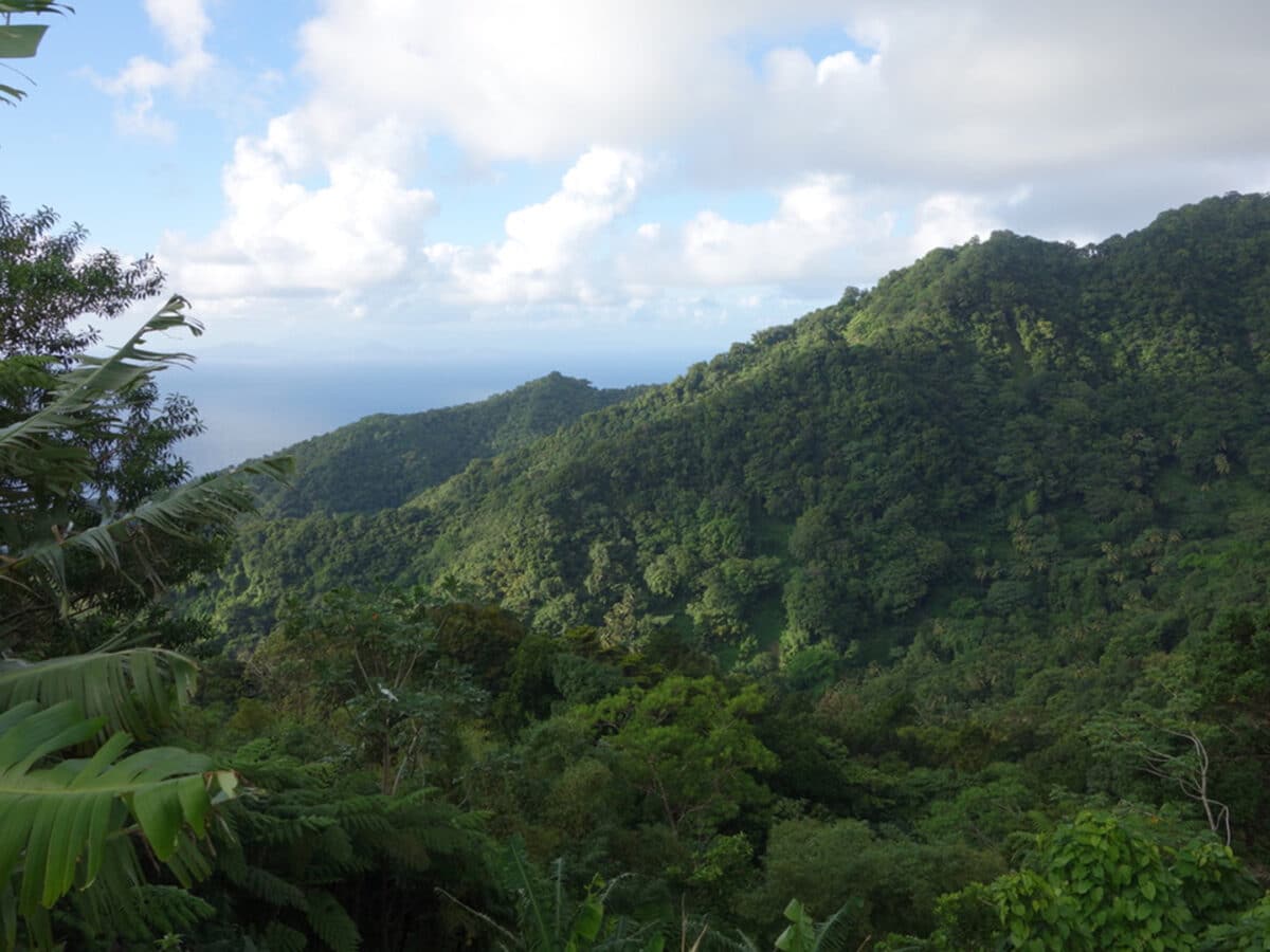 dominica