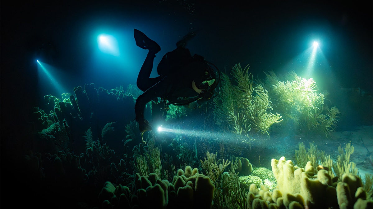 bonaire coral