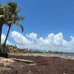 puerto rico sargassum