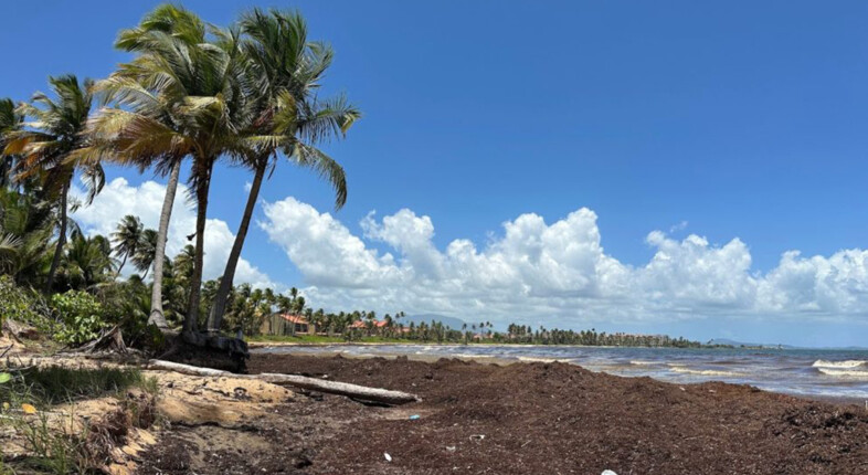puerto rico sargassum