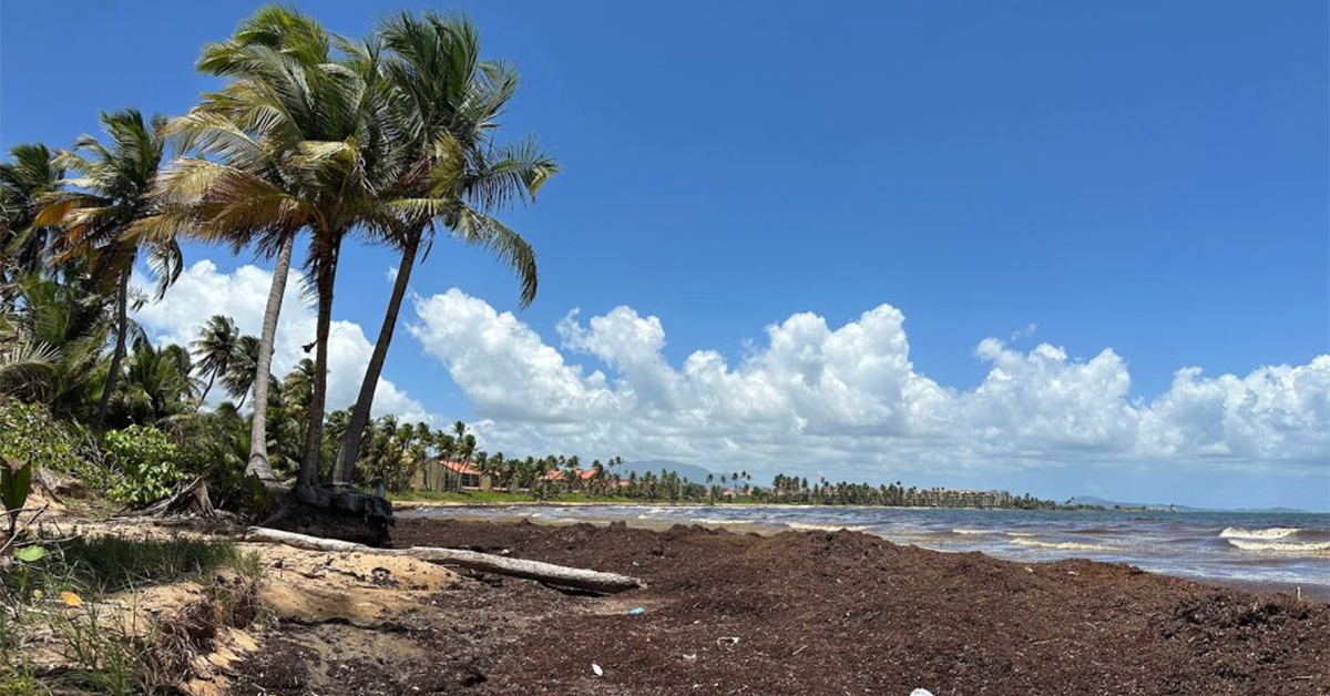 Puerto Rico Is Stepping Up Its Sargassum Fight