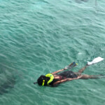 snorkeling in the caribbean