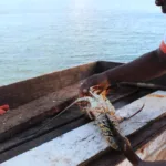 anegada lobster