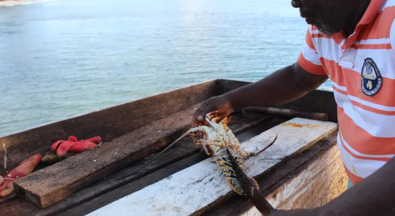 anegada lobster