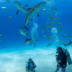 reef sharks in eleuthera