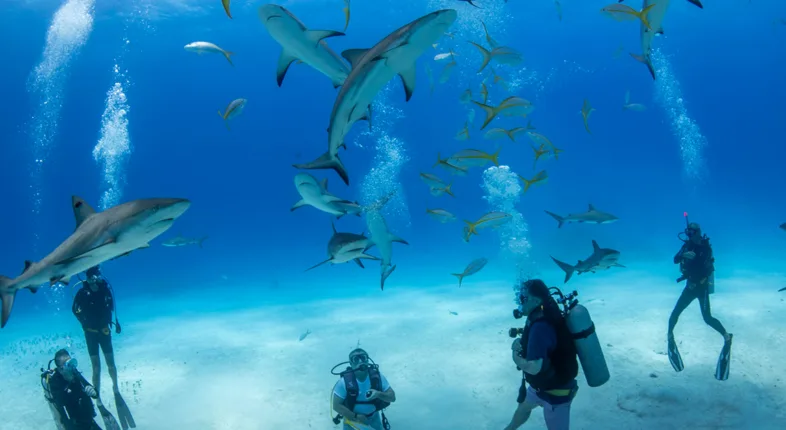 reef sharks in eleuthera