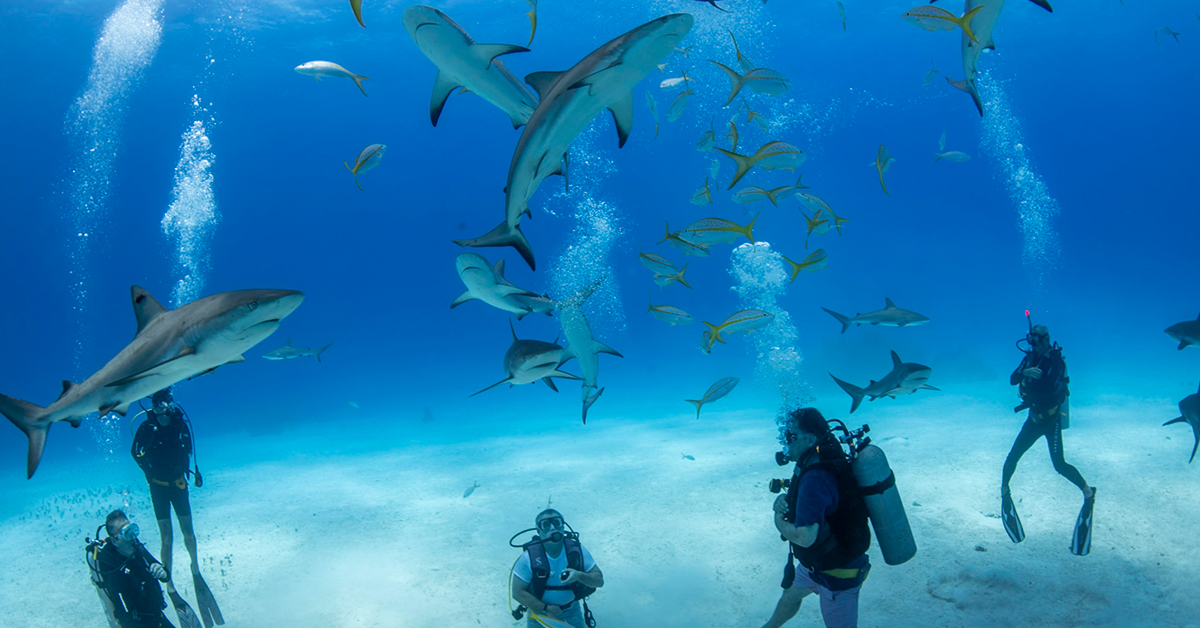 This Under-the-Radar Caribbean Island Has Reef Sharks, Beach Bungalows, and a Different Kind of Dive Resort