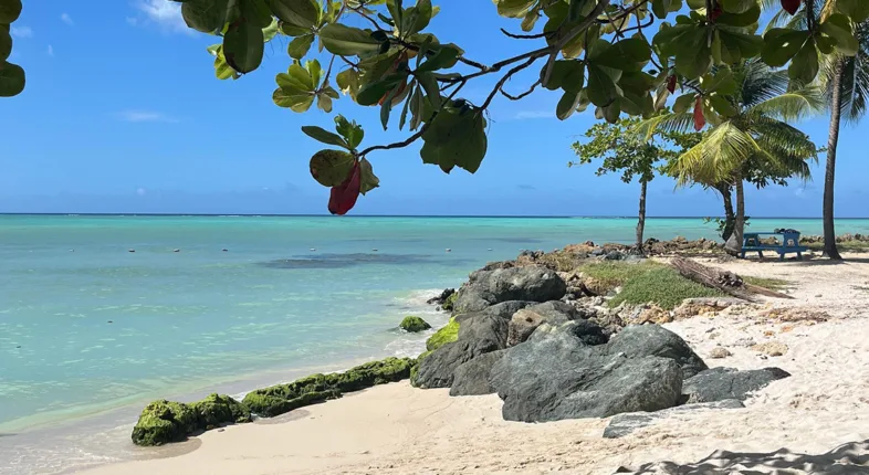 caribbean photo pigeon