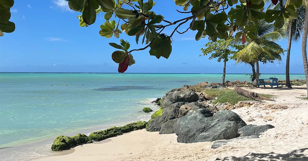 caribbean photo pigeon