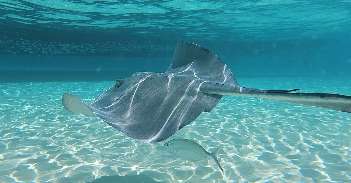You Can Walk Into the Water With Stingrays in the Cayman Islands, With Shallow Sandbars, Clear Water, and Close Encounters