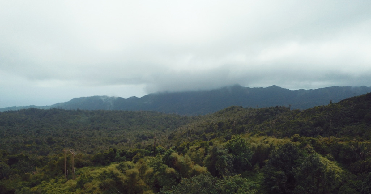 This Is the Rainforest in Grenada Everyone Talks About — And It’s Got a Crater Lake, Jungle Trails, and Mona Monkeys