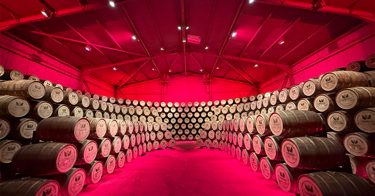 This Martinique Distillery Is Hidden In A Rainforest — And It’s One Of The Most Remarkable Rum Experiences In The Region