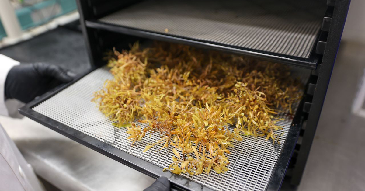Caribbean Sargassum Could Become a Food Additive, With New Uses in Ice Cream, Sauces, and Ingredients