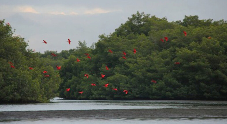 trinidad bird swamp