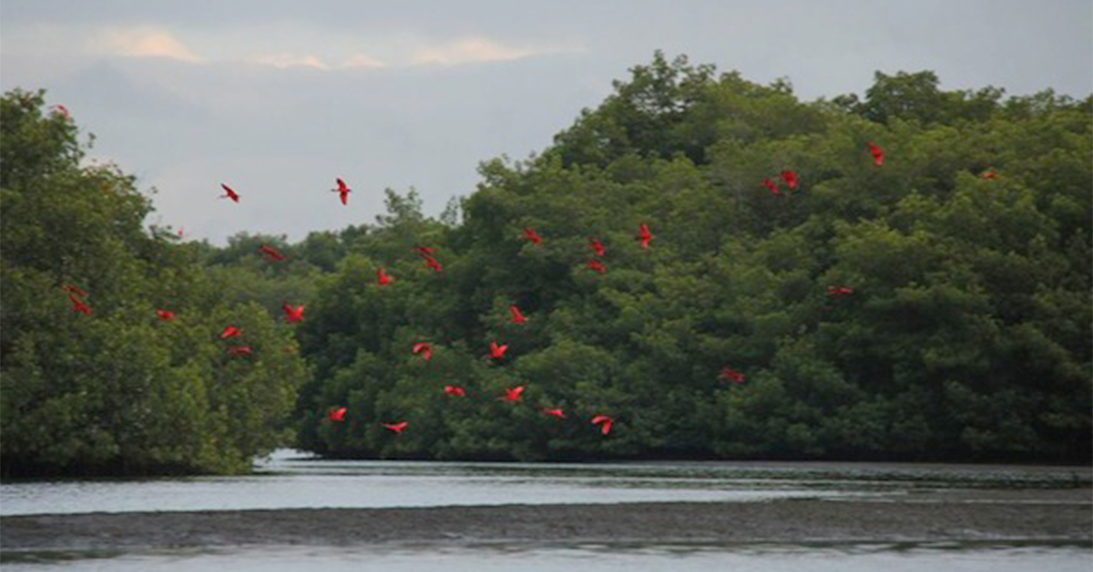 Every Evening, This Corner of Trinidad Fills With Bright Red Birds, Crimson Skies, and One of the Caribbean’s Great Wildlife Shows