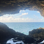 barbados The Animal Flower Cave.