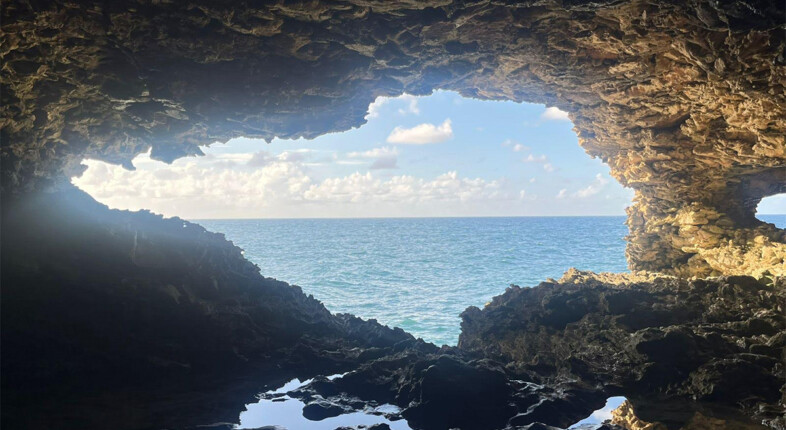 barbados The Animal Flower Cave.